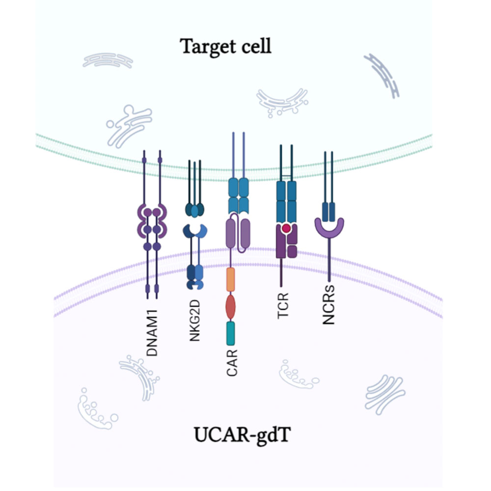 eUCAR-gdT®